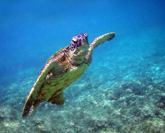 746px-Green_turtle_in_Kona_2008