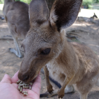 Australia i Nowa Zelandia odcinek 2 (relacja czytelnika)