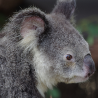 Australia i Nowa Zelandia Odcinek 3 (relacja czytelnika)