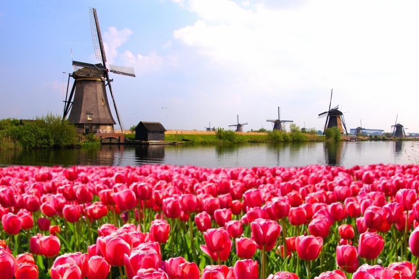 Groningen i kraj tulipanów już od 78 PLN