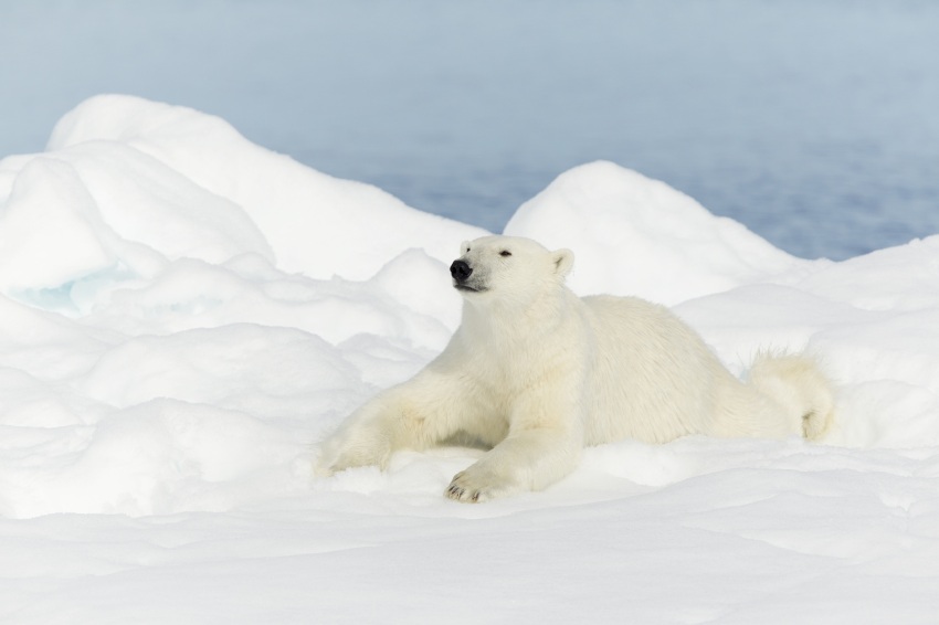 PRZEGLĄD CEN: Longyearbyen, czyli Svalbard z Polski i nie tylko