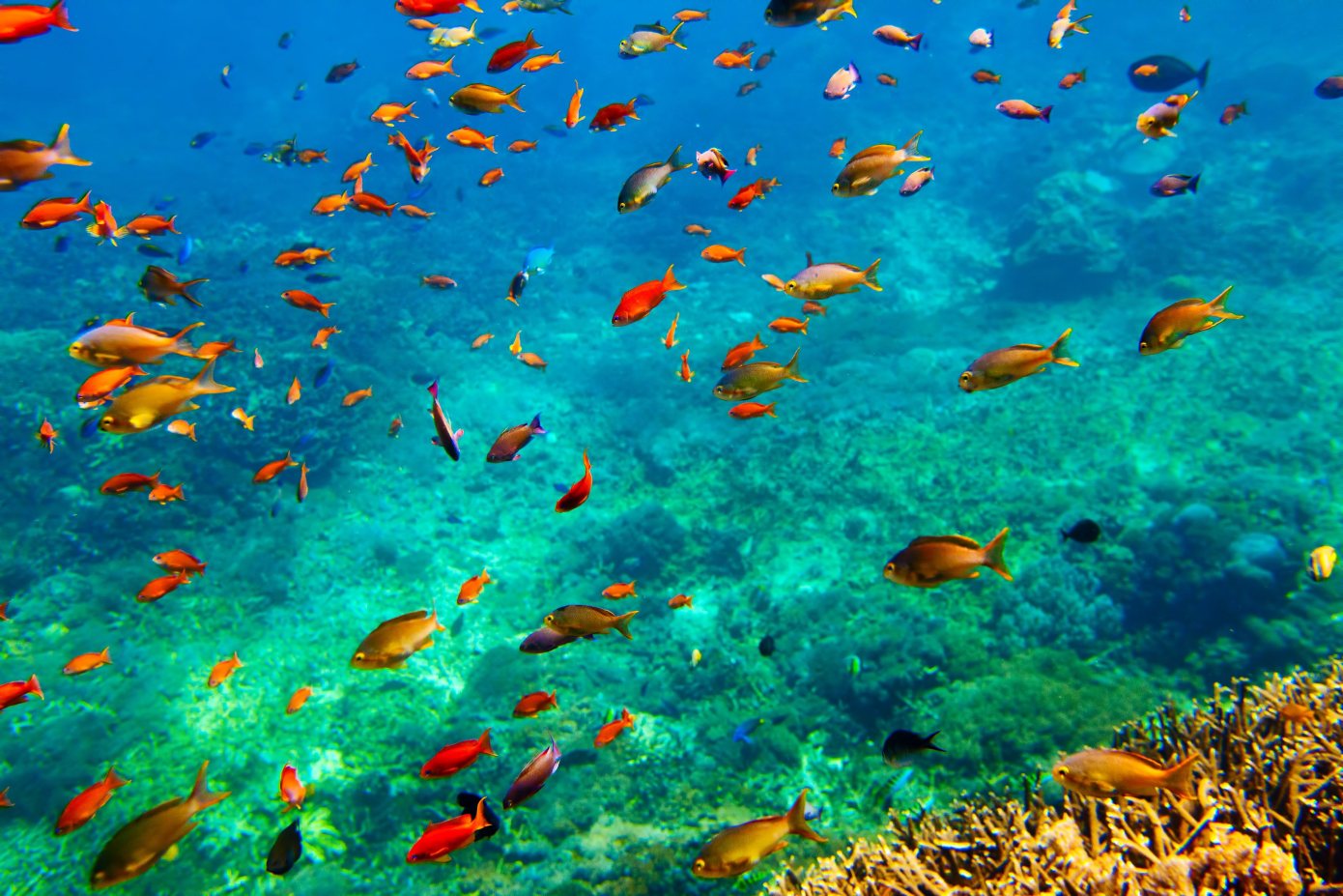 Underwater landscape Bali, Indonesia