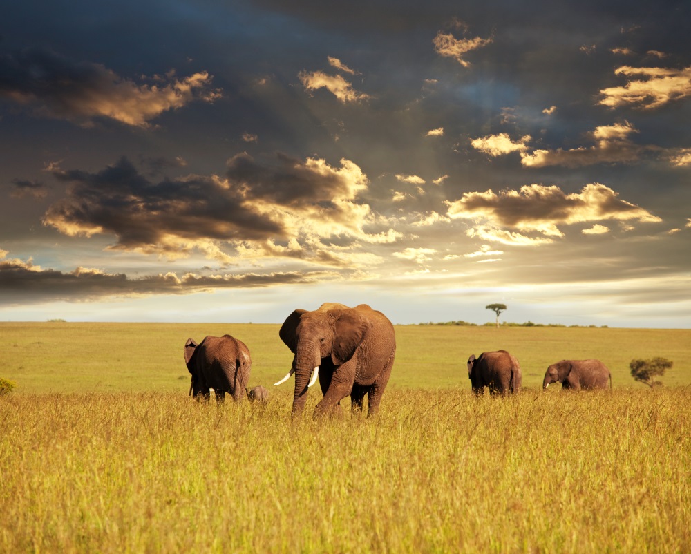 Nairobi (Kenia) z Polski. Trwa wyprzedaż KLM i Air France