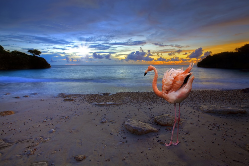 Curacao – karaibski raj w dobrej cenie (+kalendarz)