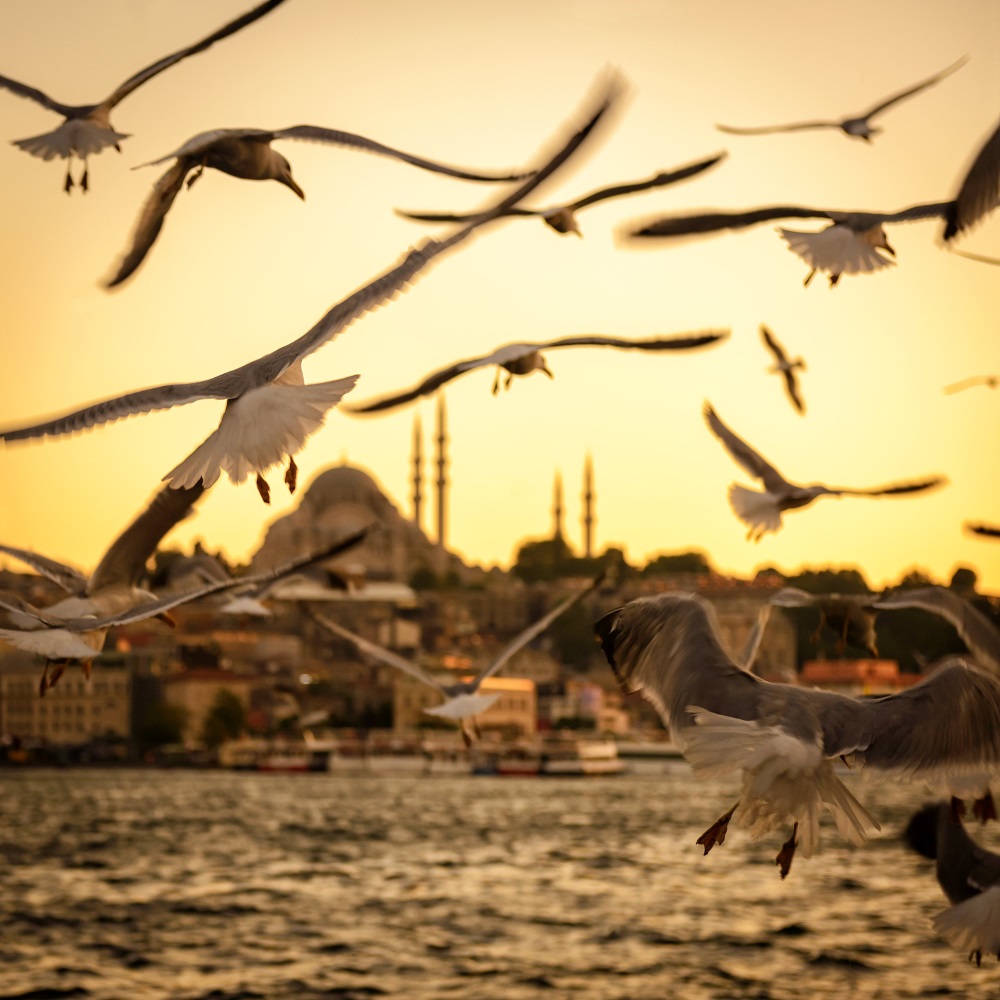 stambul Seagulls over the Golden Horn in Istanbul at sunset, Turkey