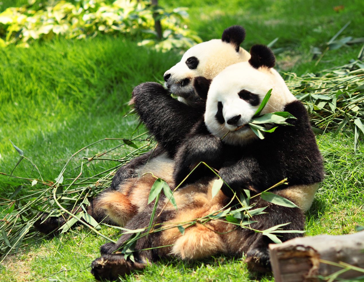 chengdu panda