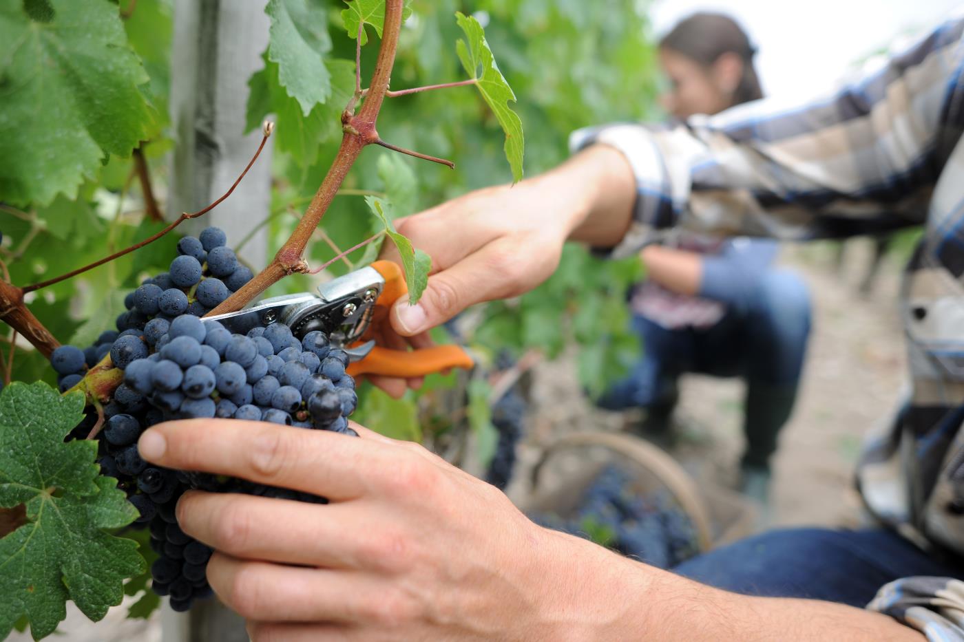 Francuskie Bordeaux w dobrej cenie – bezpośrednio z Polski